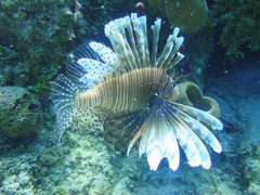 Pterois volitans