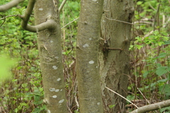 Sorbus aucuparia