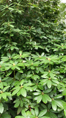 Rhododendron