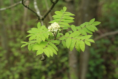 Sorbus aucuparia
