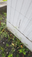 Arabidopsis thaliana