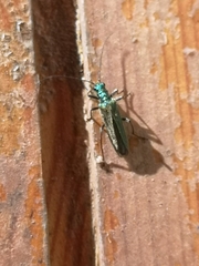 Oedemera nobilis