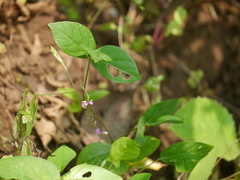 Teramnus labialis