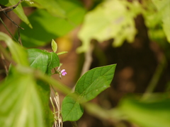 Teramnus labialis