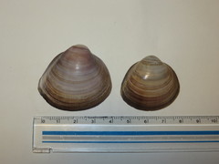 Mactra quadrangularis