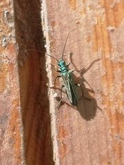 Oedemera nobilis