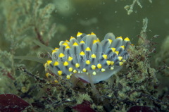 Eubranchus tricolor