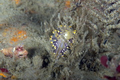Eubranchus tricolor