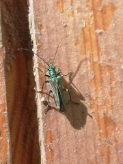 Oedemera nobilis