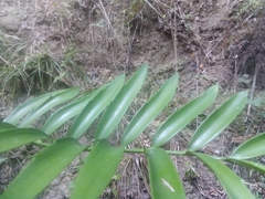 Encephalartos altensteinii