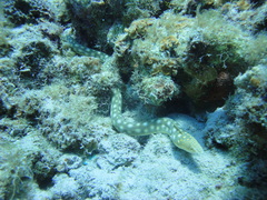 Myrichthys breviceps