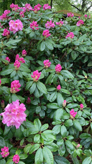 Rhododendron