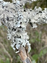 Parmotrema subisidiosum