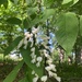Kentucky Yellowwood - Photo (c) Carrie Seltzer, some rights reserved (CC BY-NC), uploaded by Carrie Seltzer