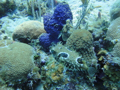 Chilomycterus antennatus