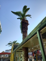 Phoenix canariensis