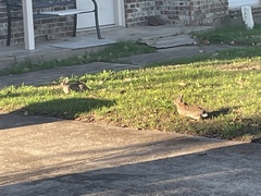 Sylvilagus floridanus