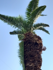 Phoenix canariensis