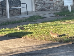 Sylvilagus floridanus
