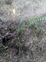 Encephalartos altensteinii