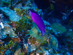 Gramma melacara