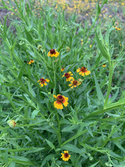 Helenium elegans