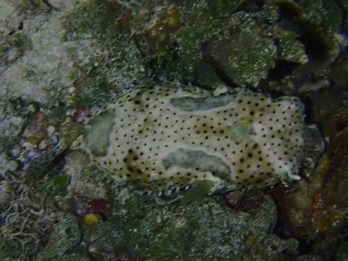 Bridled burrfish (Chilomycterus antennatus) — Diodontidae — 4