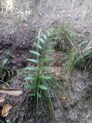 Encephalartos altensteinii