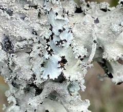 Parmotrema subisidiosum