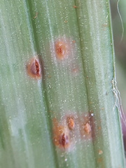 Puccinia obscura