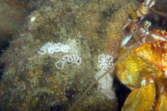 Cuthona nana