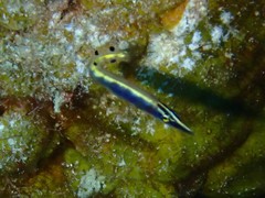 Lucayablennius zingaro