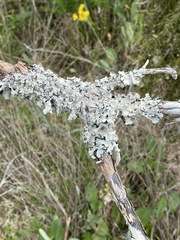 Parmotrema subisidiosum