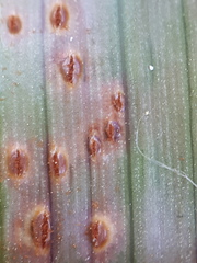 Puccinia obscura