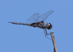 Tramea binotata