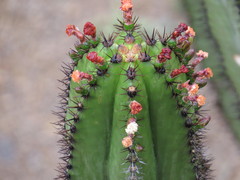 Myrtillocactus schenckii