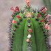 Myrtillocactus schenckii - Photo (c) Fernando Reyes, some rights reserved (CC BY-NC), uploaded by Fernando Reyes
