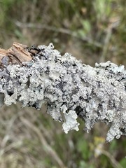 Parmotrema subisidiosum