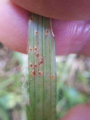 Puccinia obscura