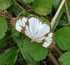 Nyctemera coleta