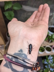 Pterostichus madidus