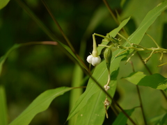 Trichosanthes cucumerina