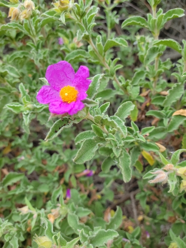 iNaturalist observation photo of Hoary Rock-rose