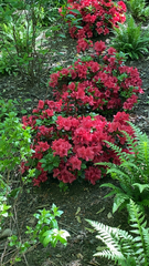 Rhododendron indicum