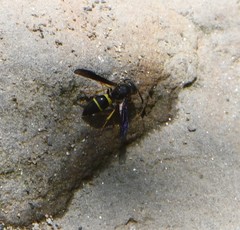 Ancistrocerus spinolae