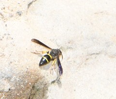 Ancistrocerus spinolae