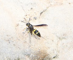 Ancistrocerus spinolae