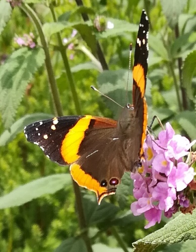 Subspecies Vanessa dimorphica dimorphica · iNaturalist