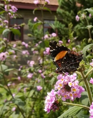 Vanessa dimorphica dimorphica