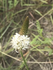 Dalea phleoides phleoides